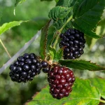 Brombeere 'Black Satin' Pflanze – Bild 3