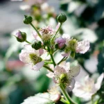 Brombeere 'Black Satin' Pflanze – Bild 2