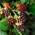 Brombeere Black Satin Früchte