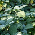 Dalmatinischer Salbei Pflanze – Bild 3