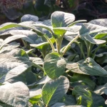 Dalmatinischer Salbei Pflanze – Bild 2