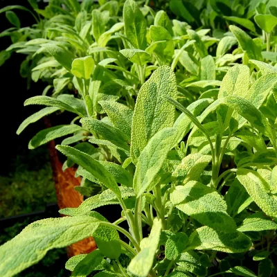 Goldsalbei