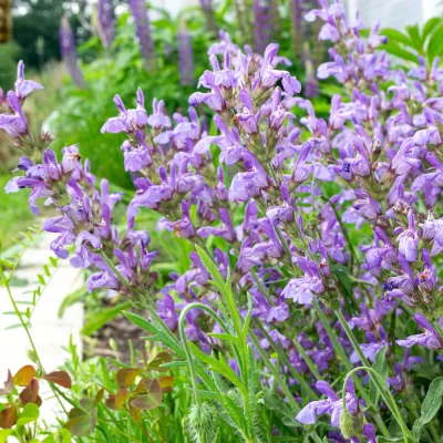 Zwergsalbei Blüten