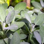 Salbei 'Berggarten' Pflanze – Bild 3