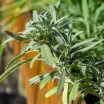 Bayerischer Gewürzsalbei 'Mittenwald' Pflanze – Bild 2