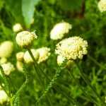 Olivenkraut Pflanze – Bild 2