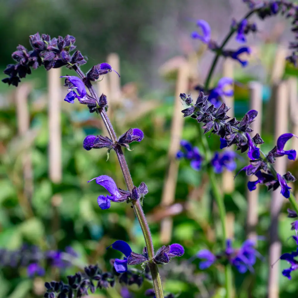 Wiesensalbei Blüten