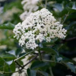Schwarzer Holunder, Holler Pflanze – Bild 3
