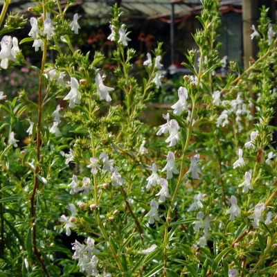 Zitroniges Bergbohnenkraut