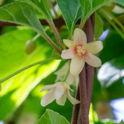 Schisandra Blüten