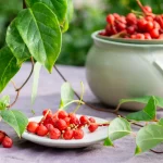 Schisandra Pflanze