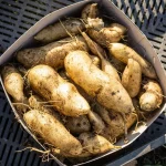 Yacon Pflanze – Bild 3