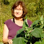 Yacon Pflanze – Bild 2
