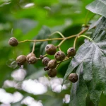 Elsbeere Pflanze – Bild 2