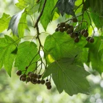 Elsbeere Pflanze – Bild 3
