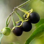 Wonderberry Samen – Bild 3