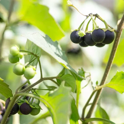 Wonderberry Früchte