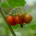 Otricoli Orange Berry Samen – Bild 2