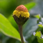 Parakresse Samen – Bild 2