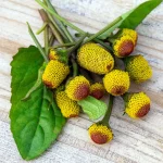 Parakresse Blüten