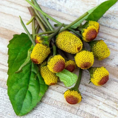 Parakresse Blüten