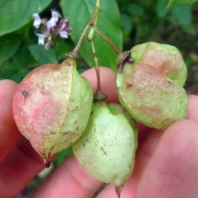 Pimpernuss Früchte