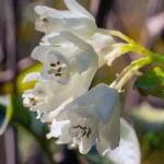 Pimpernuss Pflanze – Bild 2