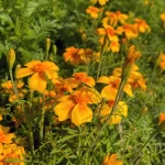 Orangentagetes