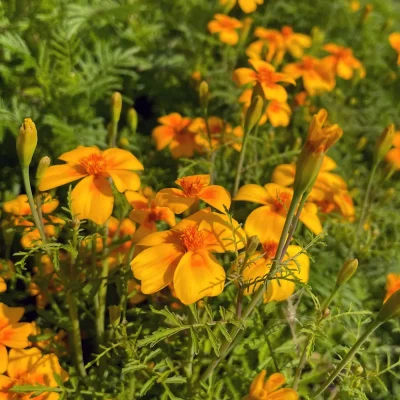 Orangentagetes