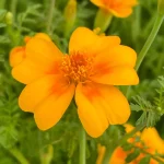 Orangentagetes Samen – Bild 2