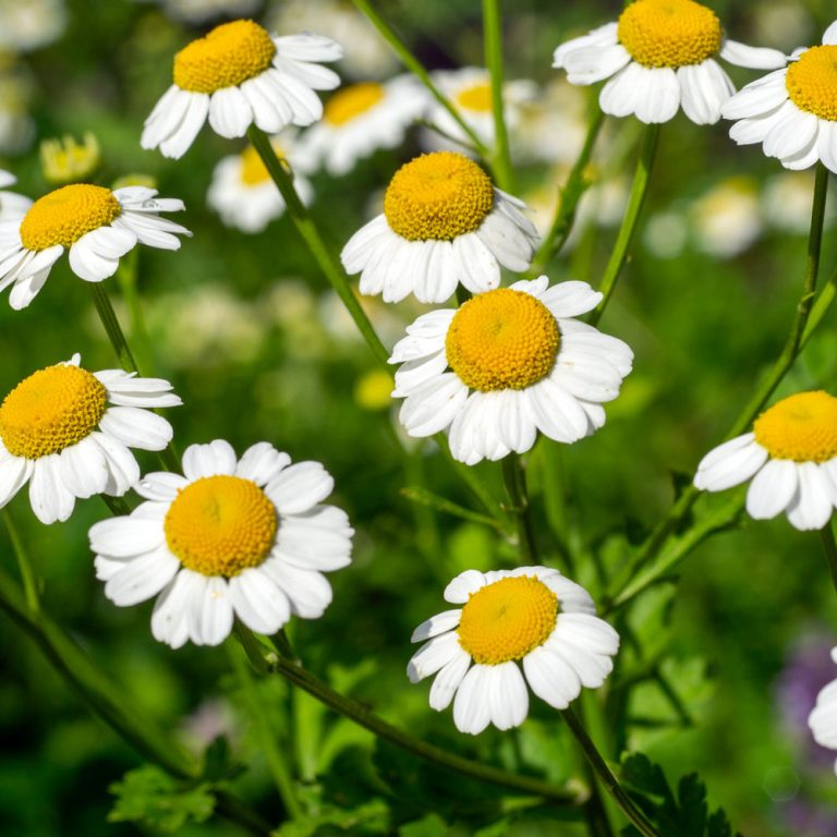 Mutterkraut Blüten