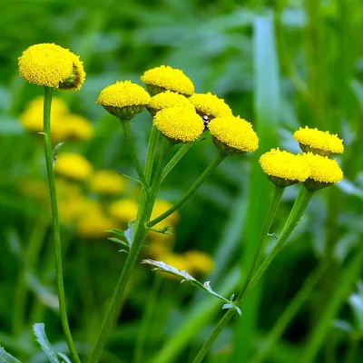 Rainfarn Blüten