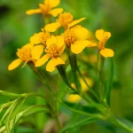 Yauthli Samen, Mexikanische Würztagetes – Bild 2