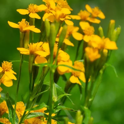 Yauthli Blüten