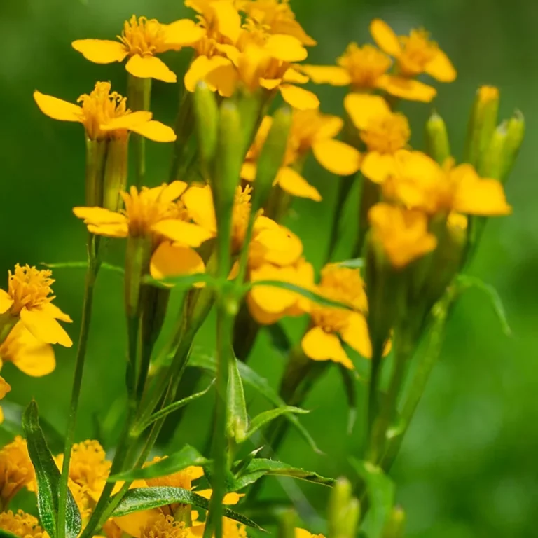 Yauthli Blüten