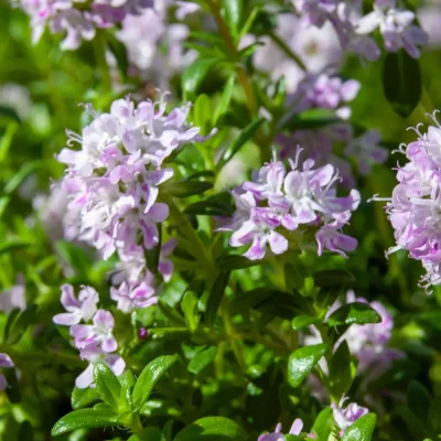 Kaskadenthymian Blüten