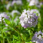 Kaskadenthymian Pflanze – Bild 2