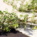 Rosenduftthymian Pflanze – Bild 2