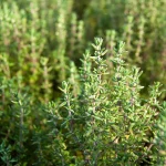 Buschthymian