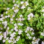 Buschthymian Pflanze – Bild 2