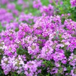 Bergamotte-Thymian Blüten