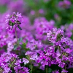 Bergamotte-Thymian Pflanze – Bild 2