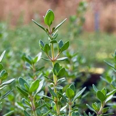 Englischer Thymian