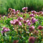 Zitronen-Polsterthymian 'Lammefjord' Pflanze – Bild 3