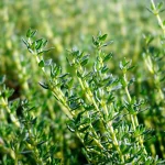 Französischer Thymian Pflanze – Bild 2