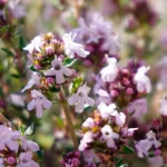 Orangenthymian Pflanze – Bild 2