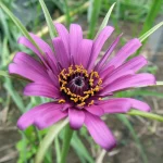 Haferwurzel Blüte