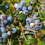 Heidelbeere, frühtragend Pflanze – Bild 2