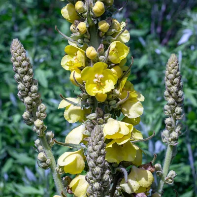 Königskerze Blüten