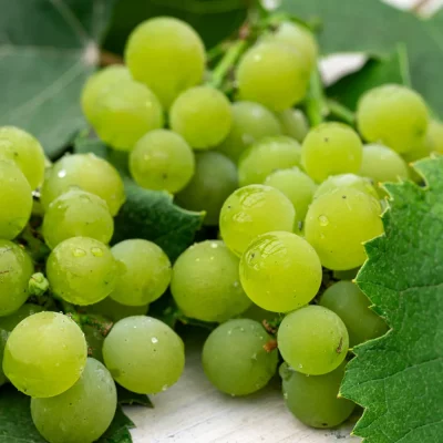 Traube Romolus Früchte